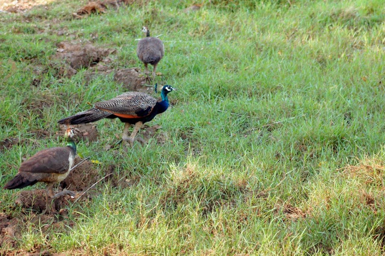 Wasgamu Safari Lodge Wasgamuwa Dış mekan fotoğraf
