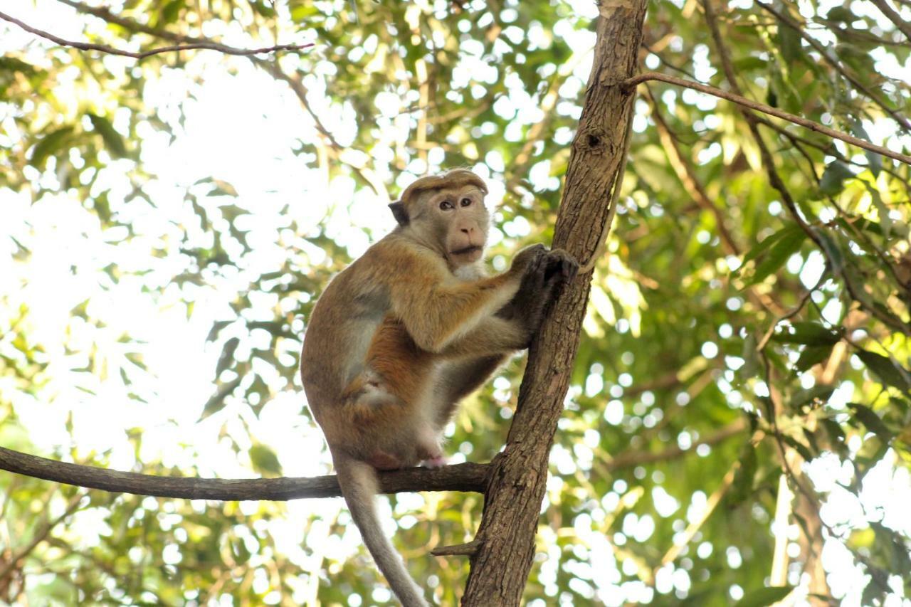 Wasgamu Safari Lodge Wasgamuwa Dış mekan fotoğraf