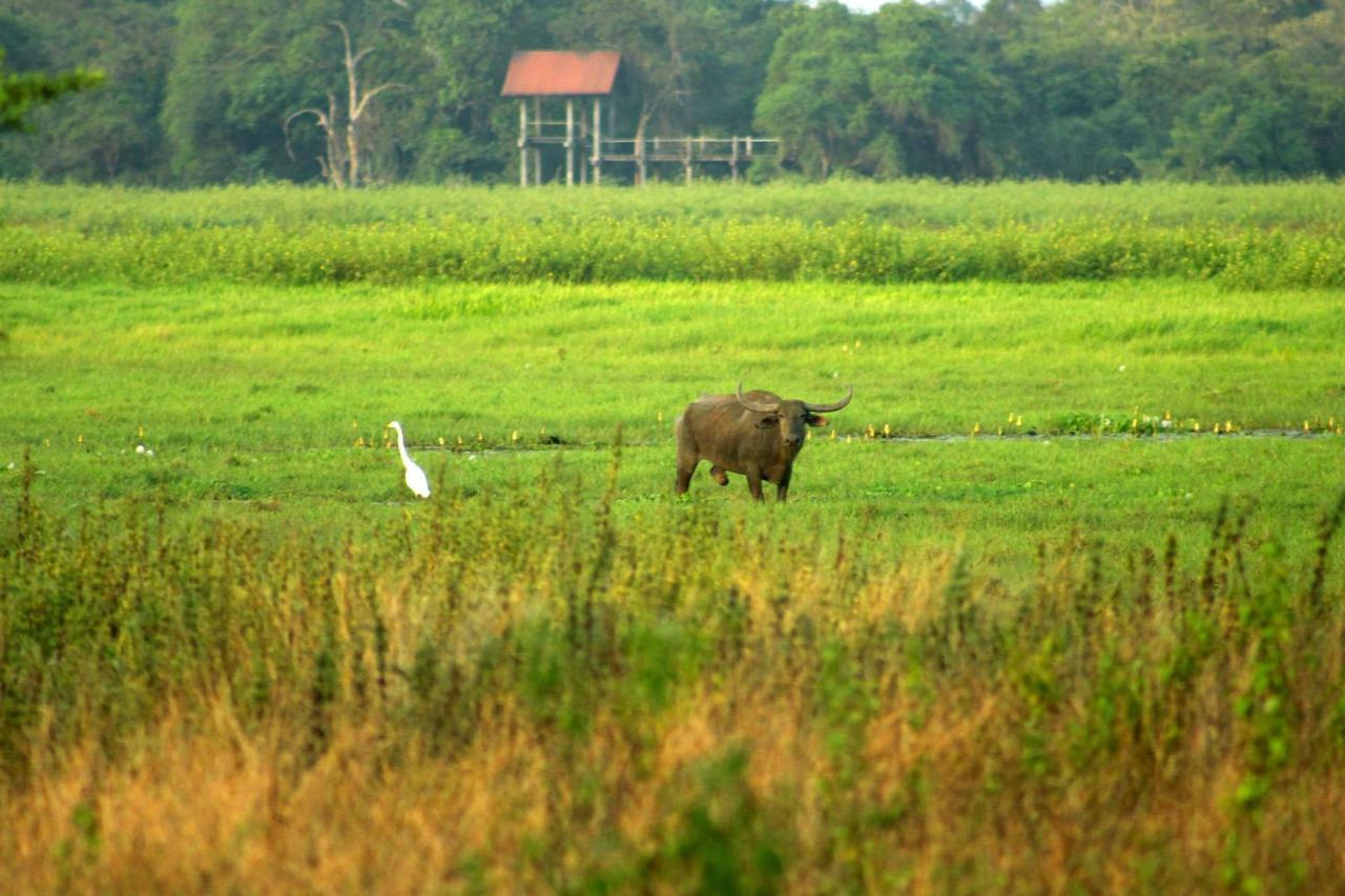 Wasgamu Safari Lodge Wasgamuwa Dış mekan fotoğraf