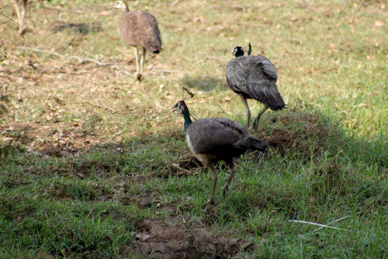 Wasgamu Safari Lodge Wasgamuwa Dış mekan fotoğraf
