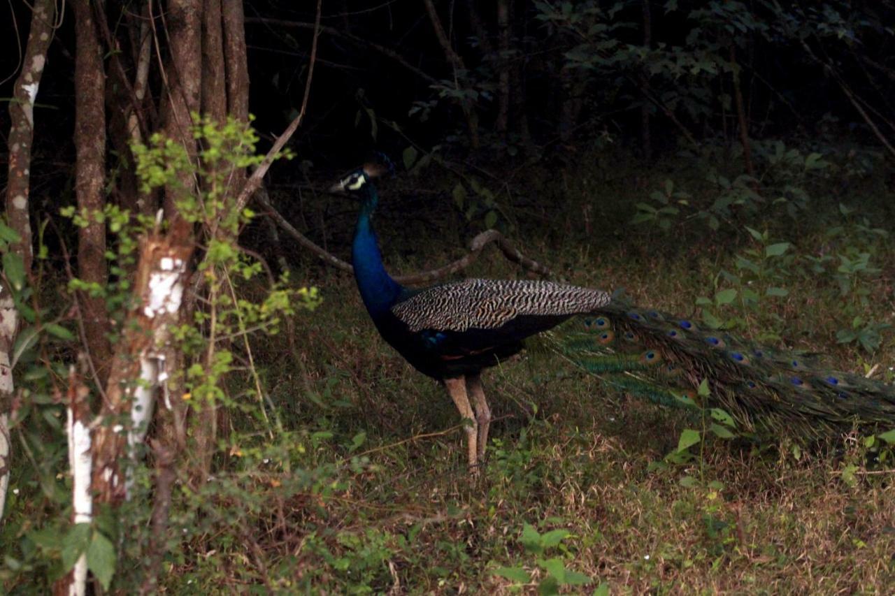 Wasgamu Safari Lodge Wasgamuwa Dış mekan fotoğraf